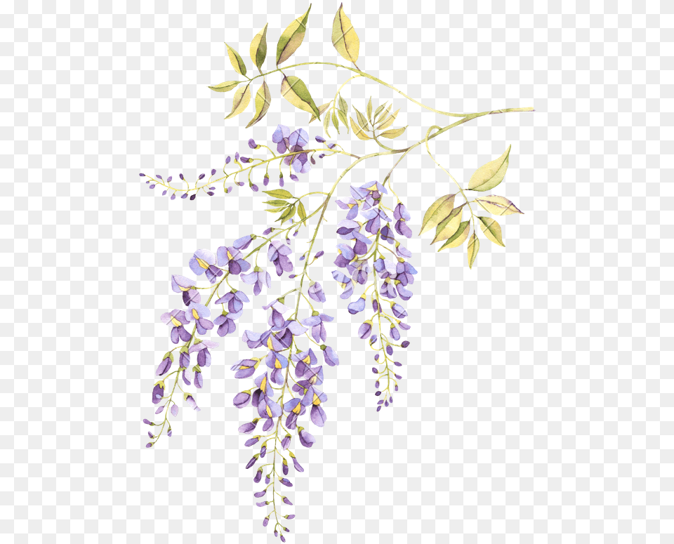 Wisteria Blossom Watercolor, Flower, Plant, Pattern, Lavender Free Png