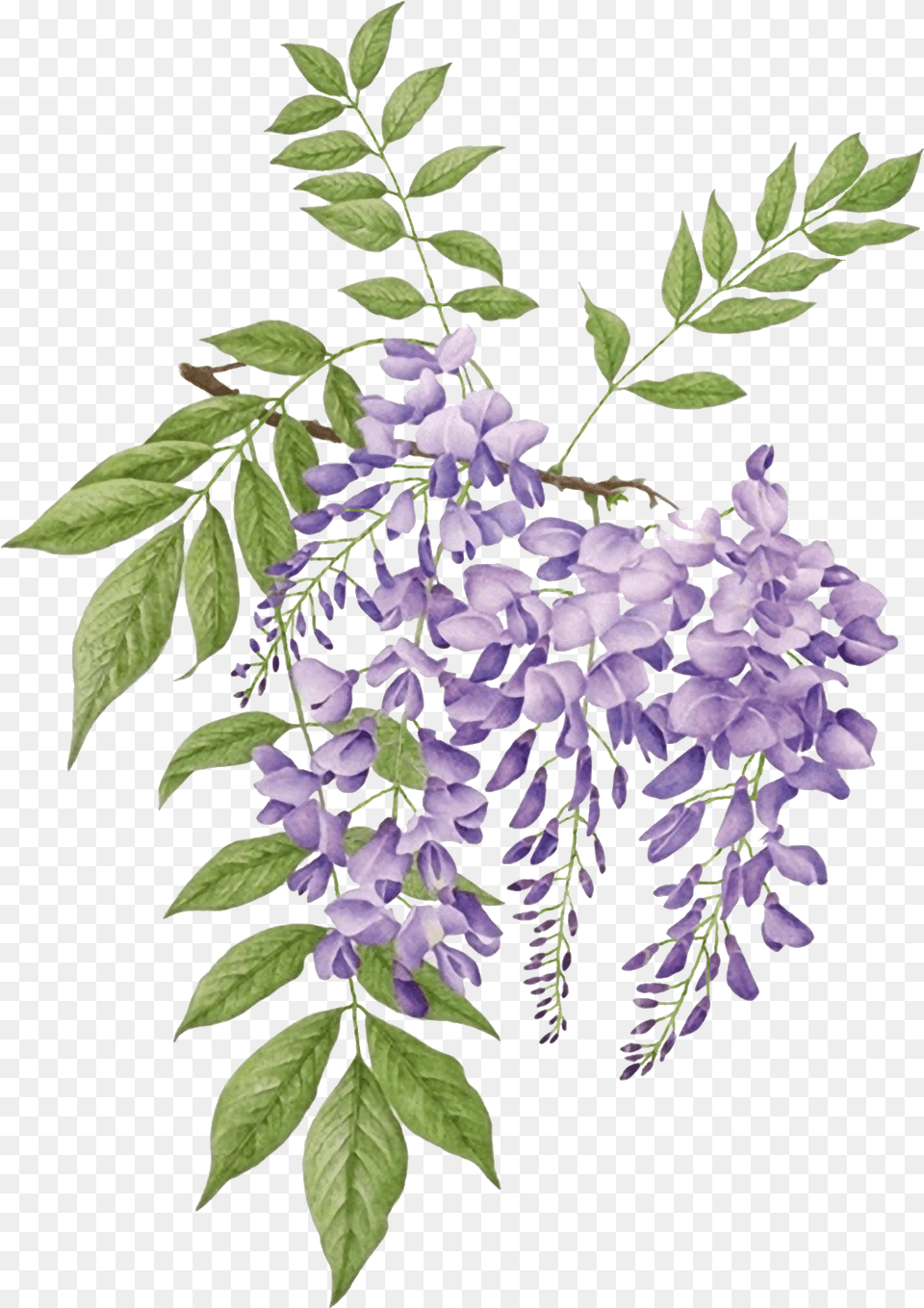 Wisteria Botanical Illustration, Acanthaceae, Flower, Plant, Leaf Free Png