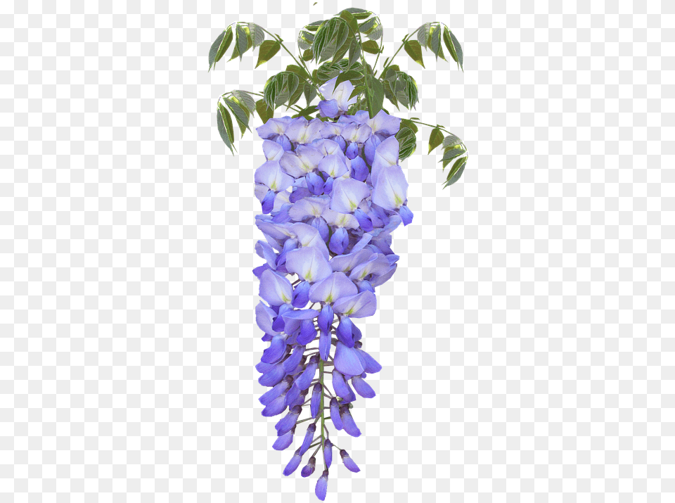 Wisteria Flower Purple Glicine, Plant, Lupin, Acanthaceae Png