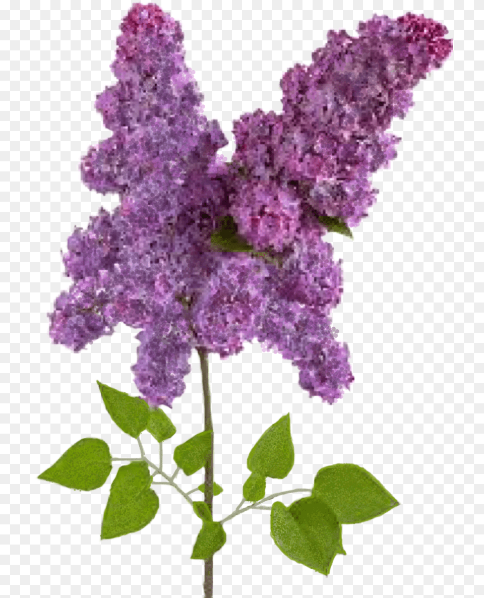 Wisteria Flower Sticker By Cindy Mcdaniel Lilac, Plant, Person Png