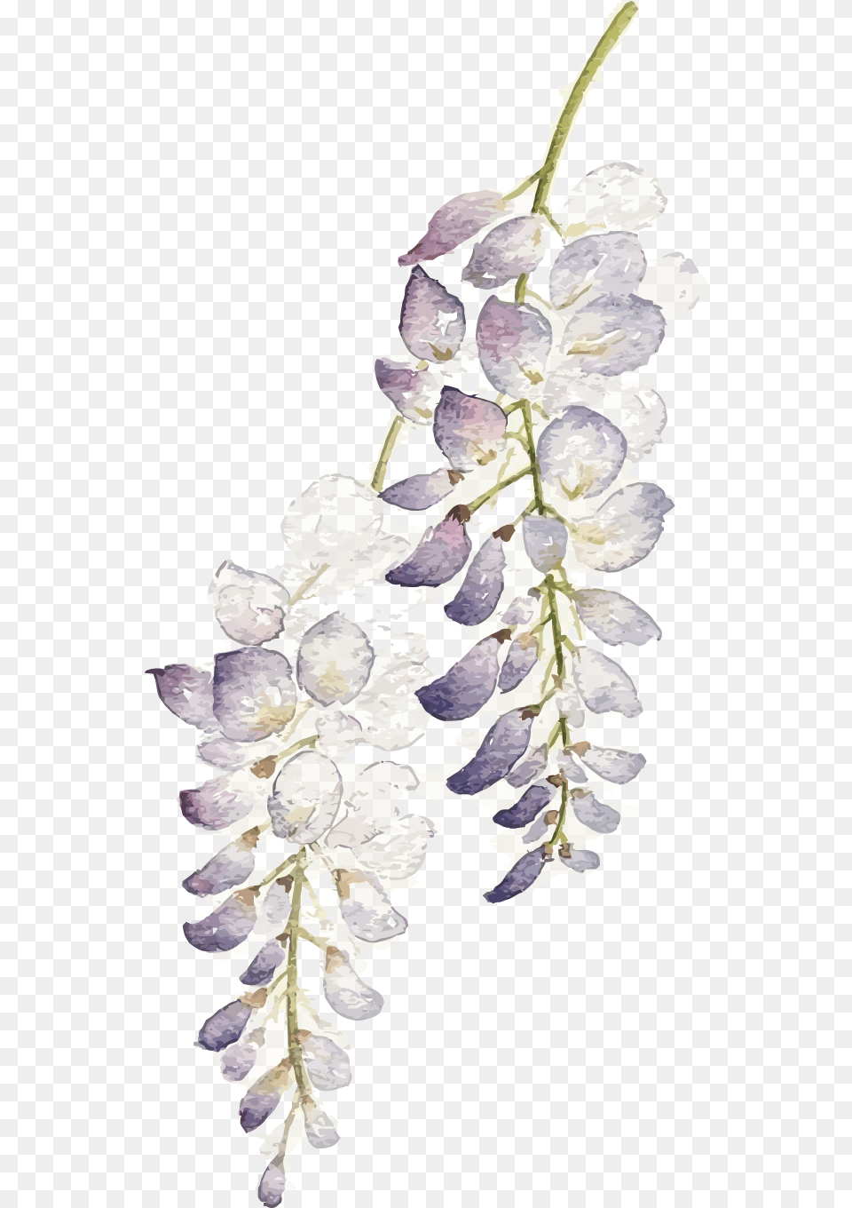 Wisteria Flower Watercolor Purple Flowers, Petal, Plant, Person Free Png