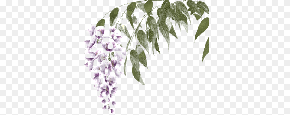 Wisteria Image Twig, Flower, Geranium, Plant, Acanthaceae Png
