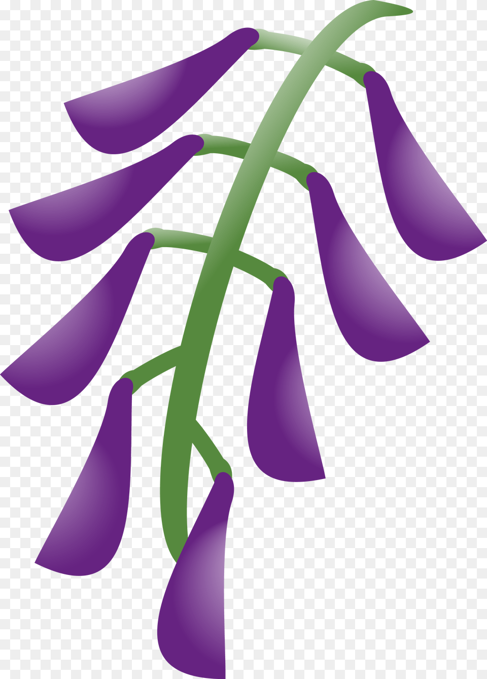Wisteria Package Graphic Design, Flower, Petal, Plant, Purple Free Png