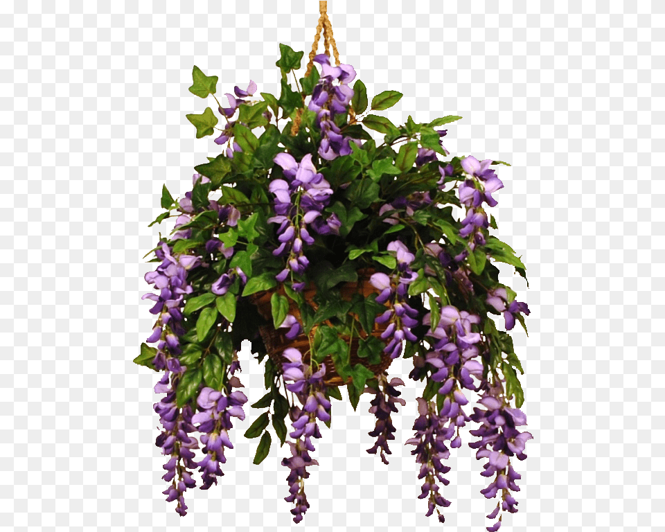 Wisteriaviolet 1 Wisteria, Flower, Plant, Flower Arrangement, Purple Free Png Download