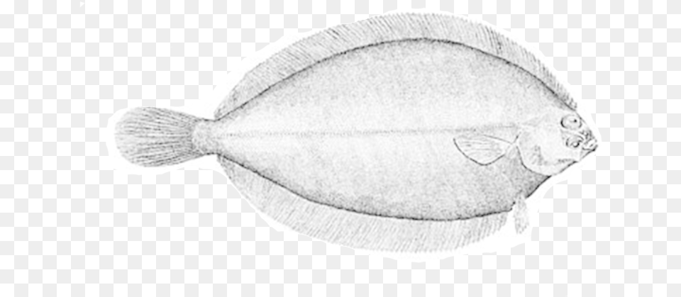 Witch Flounder, Animal, Fish, Halibut, Sea Life Free Transparent Png