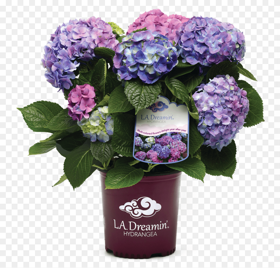 With A Spectacular Show Of Pink Blue And Everything La Dreamin Hydrangea, Flower, Flower Arrangement, Flower Bouquet, Plant Png