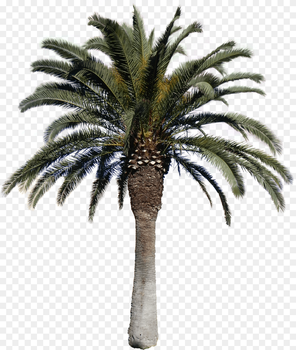 With Alpha Tree Date Palm Tree Free Png