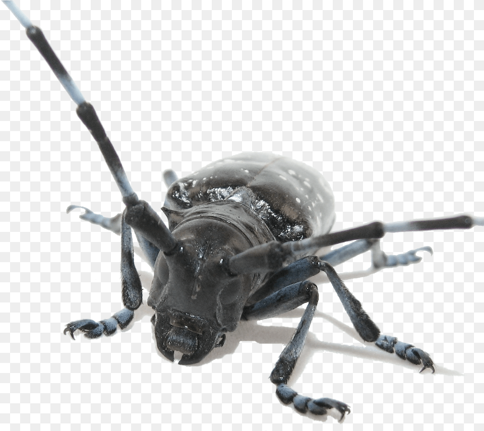 With Background Asian Longhorned Beetle, Animal, Insect, Invertebrate Free Transparent Png