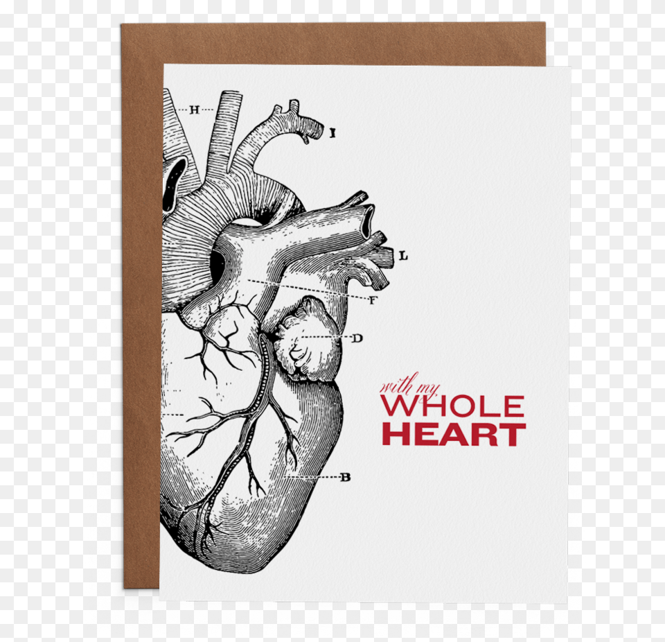 With My Whole Heart Anatomical Heart Medical Illustration, Art, Drawing, Head, Person Free Png Download