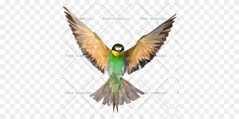With Transparent Background Beautiful Bird, Animal, Bee Eater, Flying, Person Free Png