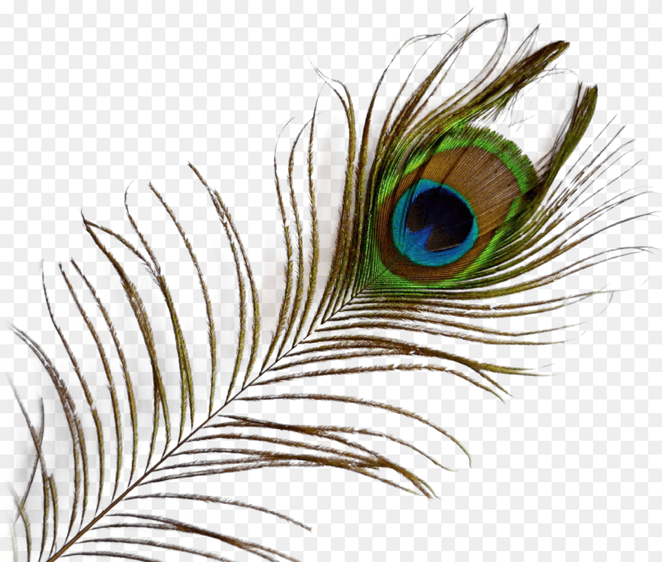 With Background Peacock Feather Background, Accessories, Fractal, Ornament, Pattern Free Transparent Png