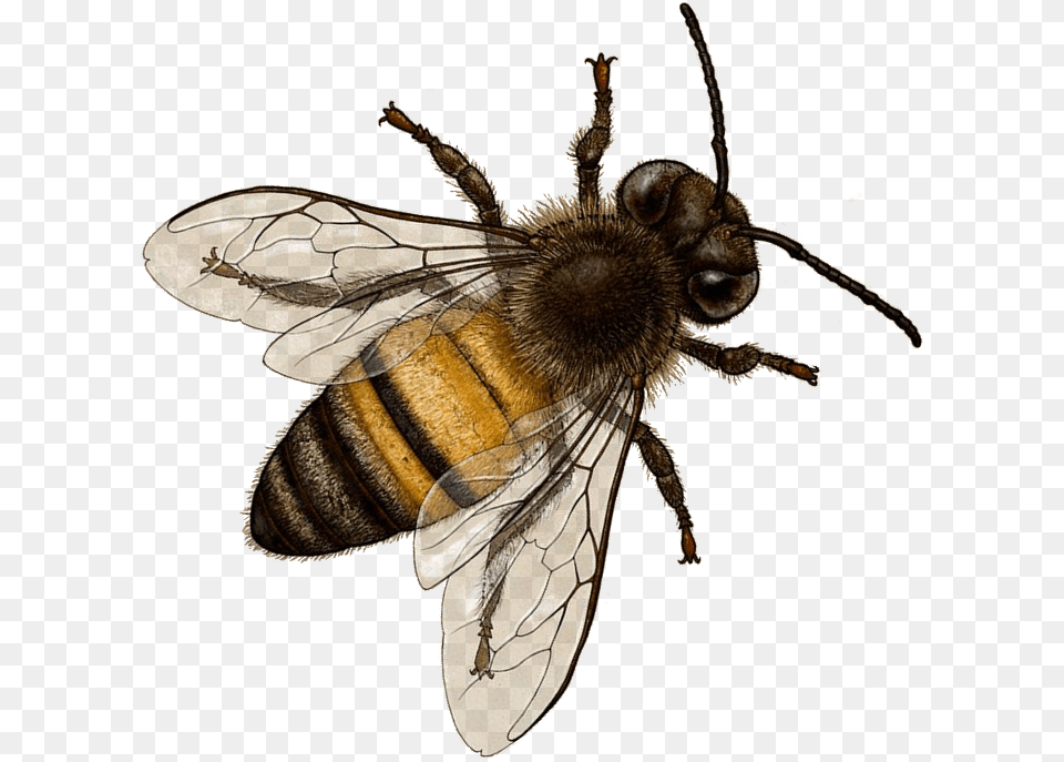 With Background Background Bee, Animal, Honey Bee, Insect, Invertebrate Free Transparent Png