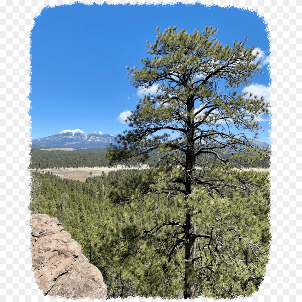 With Trees Project Mexican Pinyon, Wilderness, Tree, Plant, Outdoors Free Transparent Png