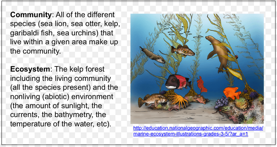 Within An Ecosystem All Organisms Function Together Marine Biology, Water, Aquatic, Sea Life, Animal Free Transparent Png