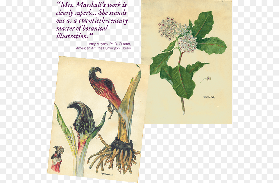 Within The Discipline Of Botanical Illustration Marshall Datura, Plant, Flower, Animal, Bird Free Transparent Png