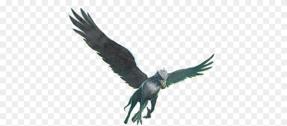 Wizards Unite Hippogriff, Animal, Bird, Kite Bird, Vulture Free Transparent Png