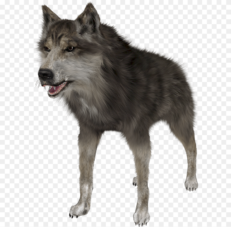 Wold Front Render Wolf Photo Hd, Animal, Mammal, Canine, Dog Free Transparent Png