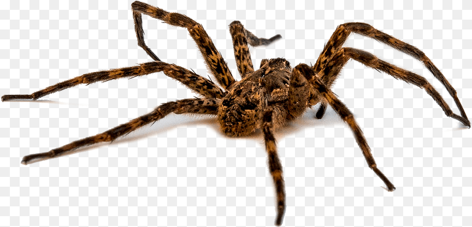 Wold Spider Many Eyes Does A Spider Have, Animal, Invertebrate, Insect, Tarantula Free Png Download