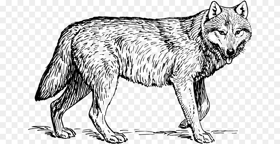 Wolf 1 Lobo Gris Mexicano Dibujo, Gray Png