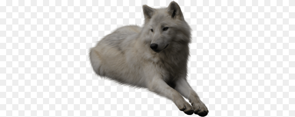 Wolf, Animal, Canine, Dog, Mammal Free Png