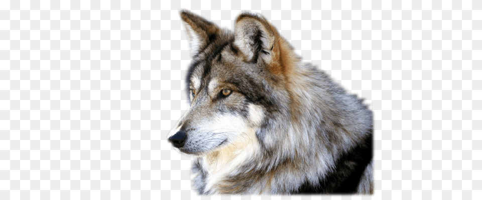 Wolf, Animal, Mammal, Canine, Dog Free Transparent Png