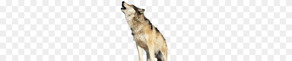 Wolf, Animal, Mammal, Canine, Red Wolf Free Png