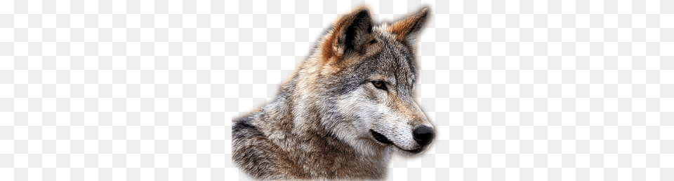 Wolf, Animal, Coyote, Kangaroo, Mammal Png Image