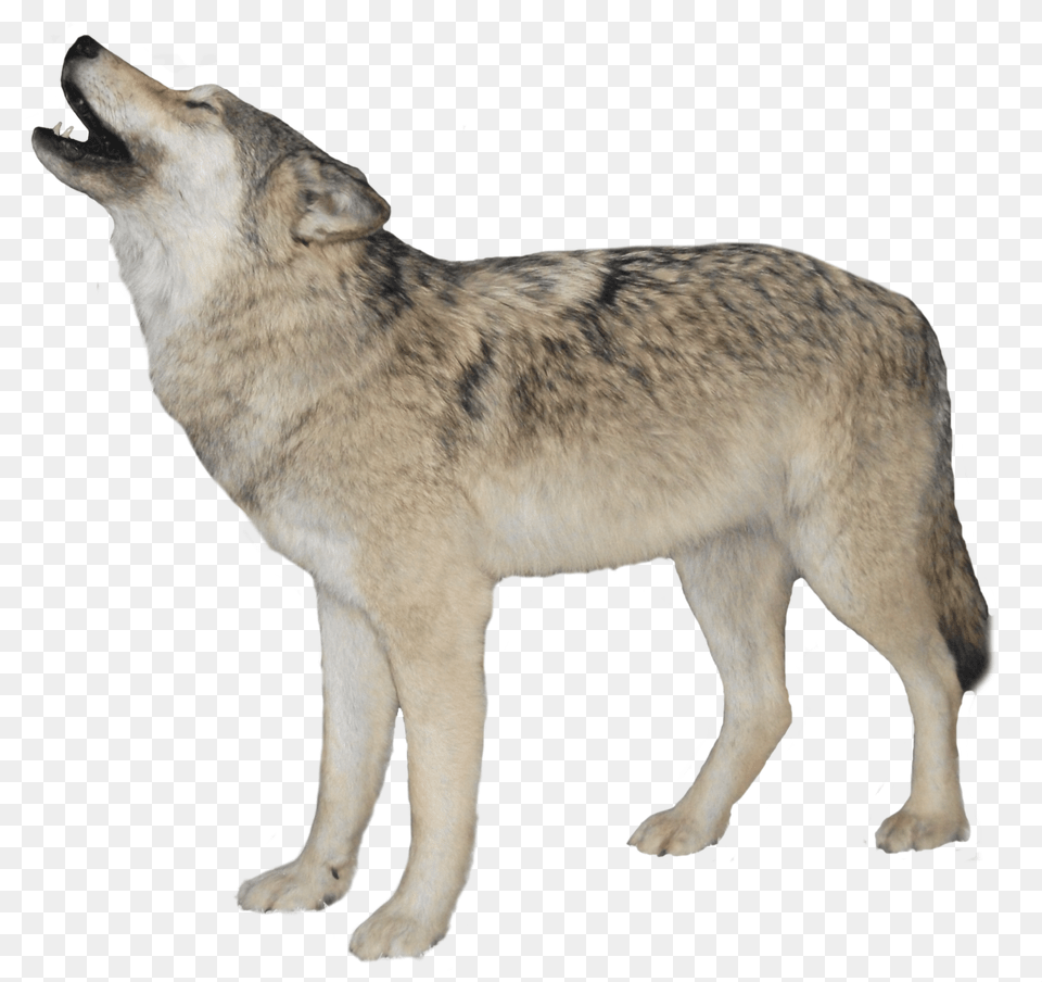 Wolf, Animal, Mammal, Canine, Dog Png