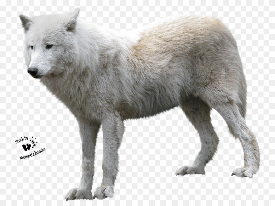 Wolf, Animal, Canine, Dog, Mammal Png Image