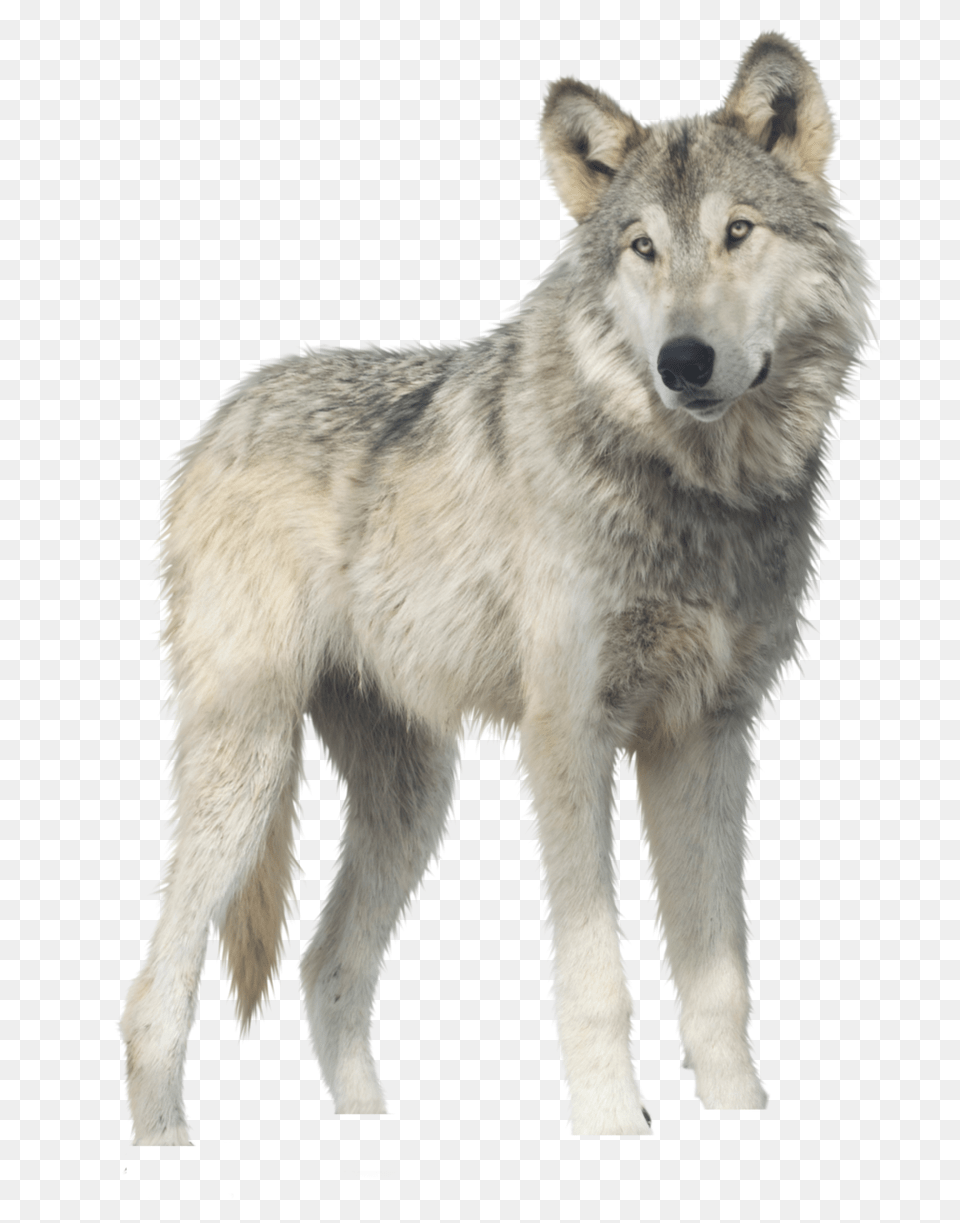 Wolf, Animal, Mammal, Canine, Dog Png Image