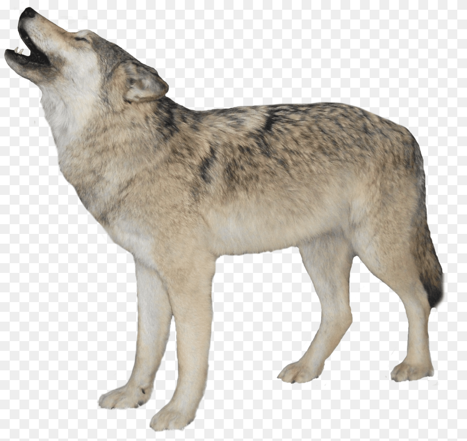 Wolf 15 Wolf Transparent Background, Animal, Canine, Dog, Mammal Free Png Download