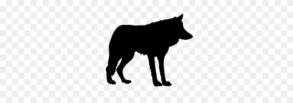 Wolf Gray Free Png Download