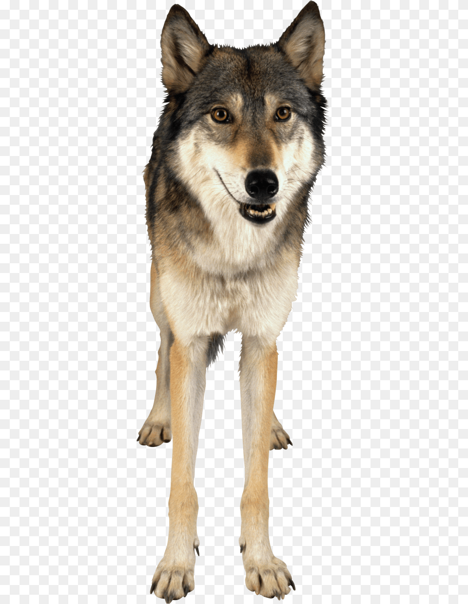 Wolf, Animal, Mammal, Canine, Dog Free Png Download