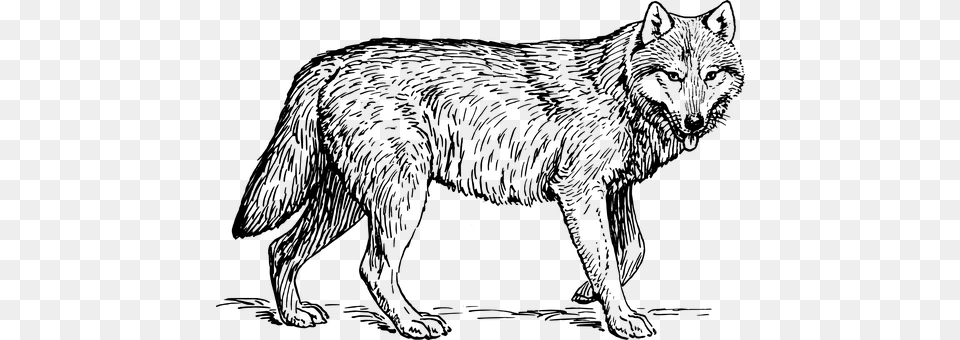 Wolf Gray Free Transparent Png