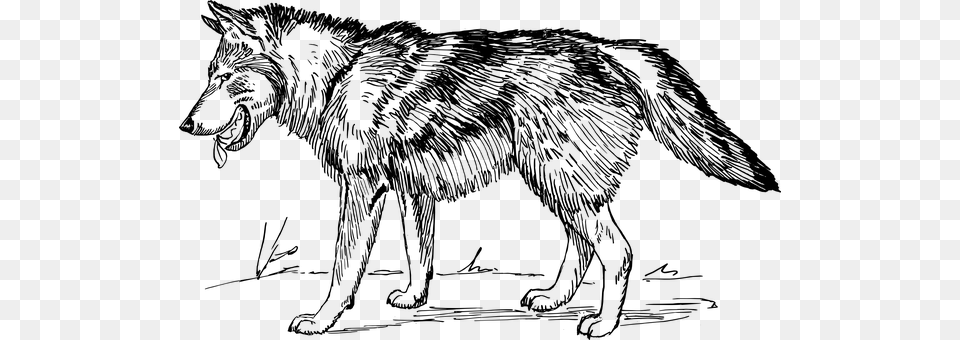 Wolf Gray Free Transparent Png