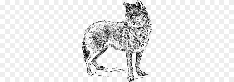 Wolf Gray Free Transparent Png