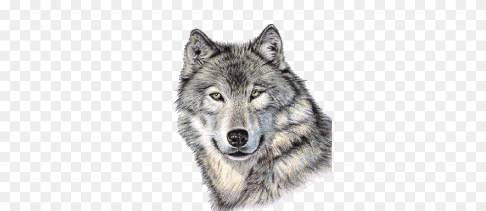 Wolf, Animal, Mammal, Cat, Pet Png