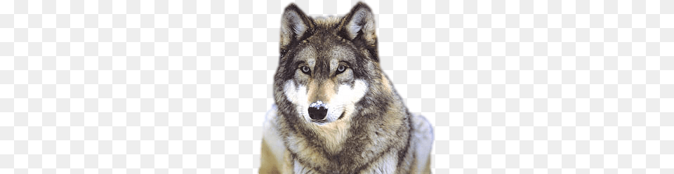 Wolf, Animal, Mammal, Canine, Red Wolf Free Png Download