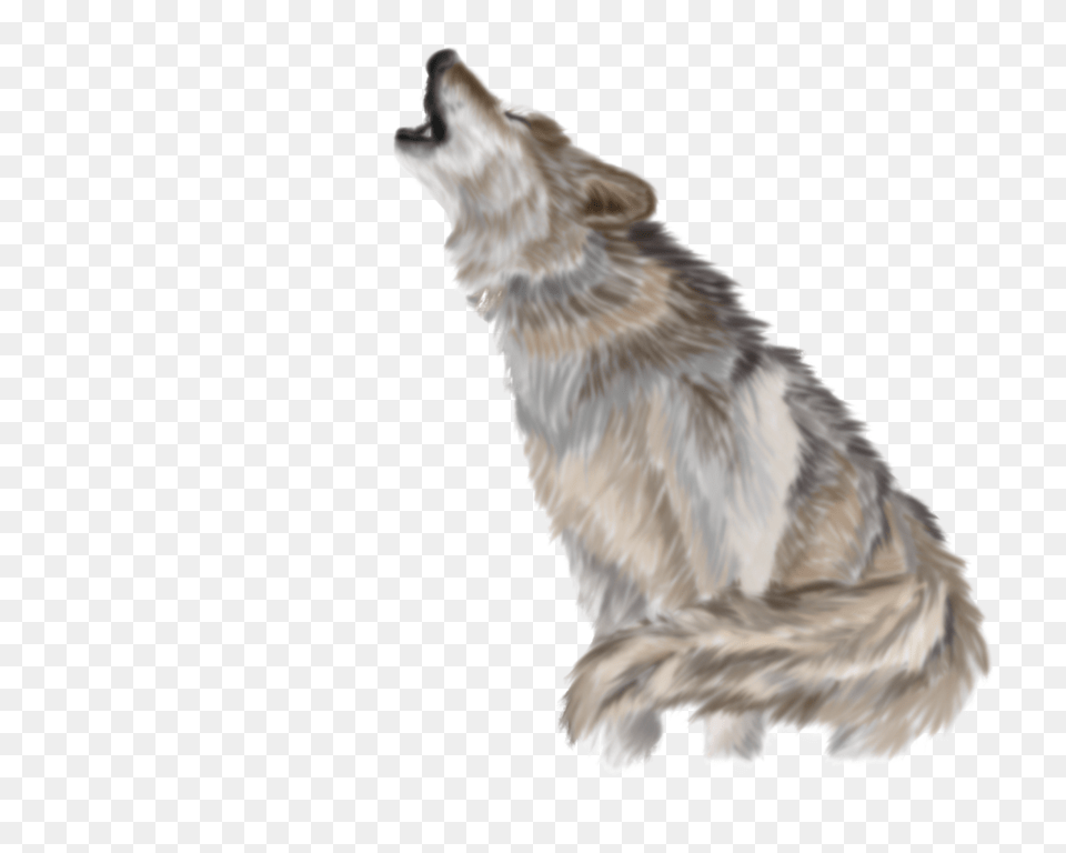 Wolf, Animal, Mammal, Bird, Coyote Free Png Download