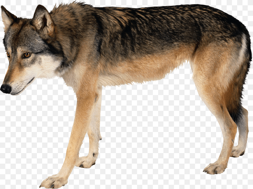Wolf, Animal, Canine, Mammal, Red Wolf Free Png Download