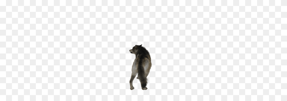 Wolf Animal, Bear, Mammal, Wildlife Free Png