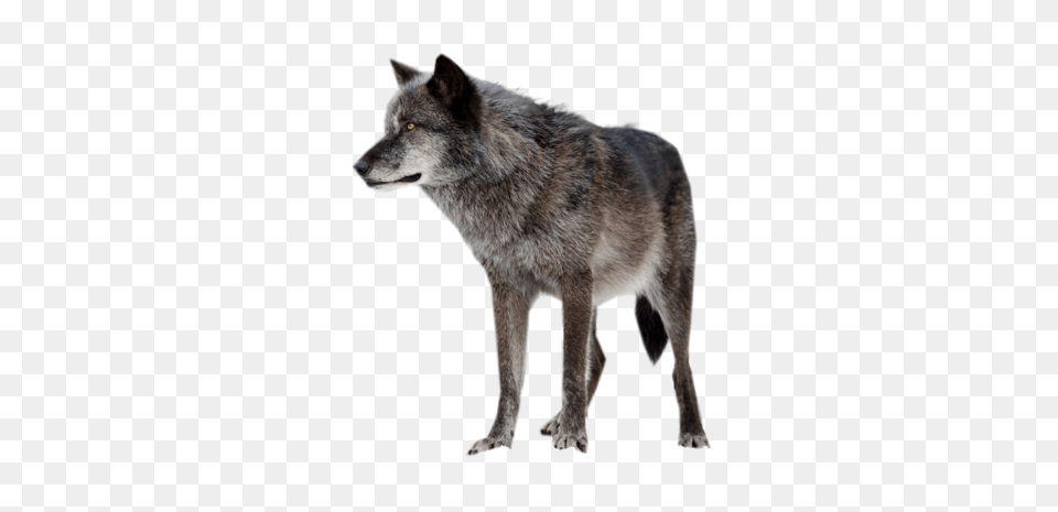 Wolf, Animal, Canine, Dog, Mammal Free Png