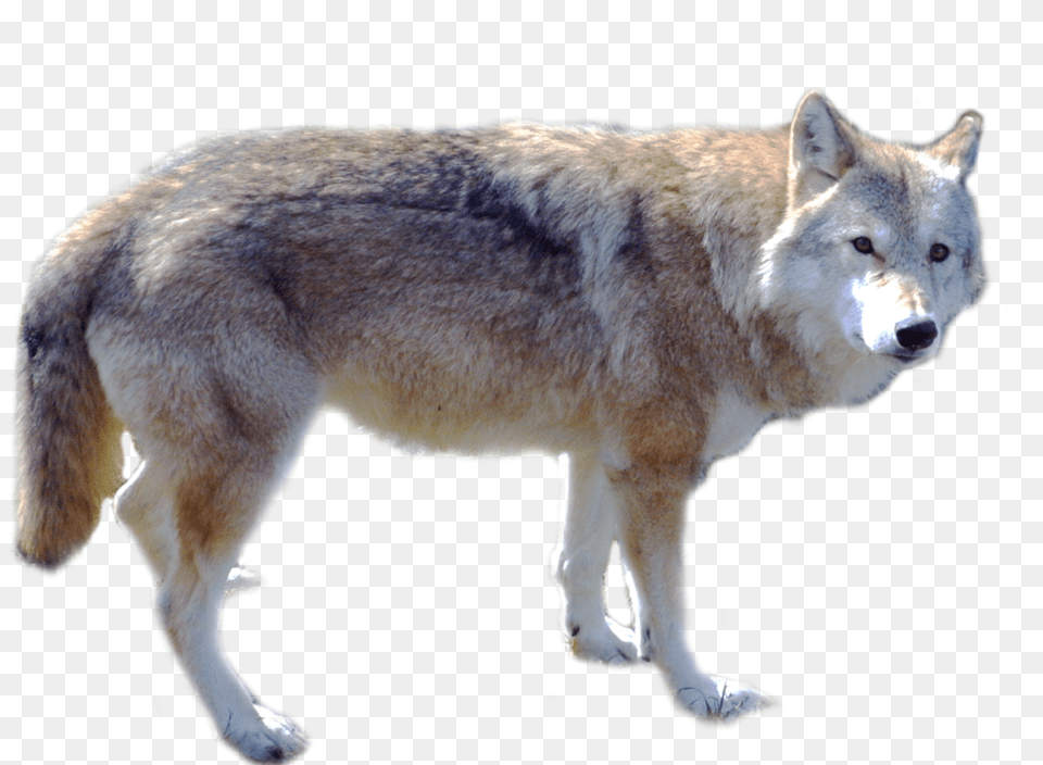 Wolf, Animal, Canine, Dog, Mammal Free Png Download