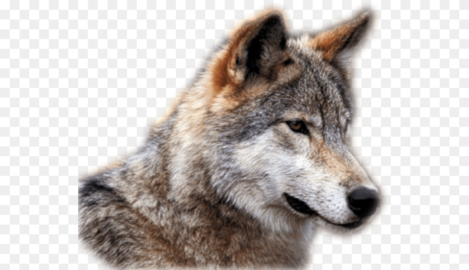Wolf, Animal, Mammal, Coyote, Canine Png Image