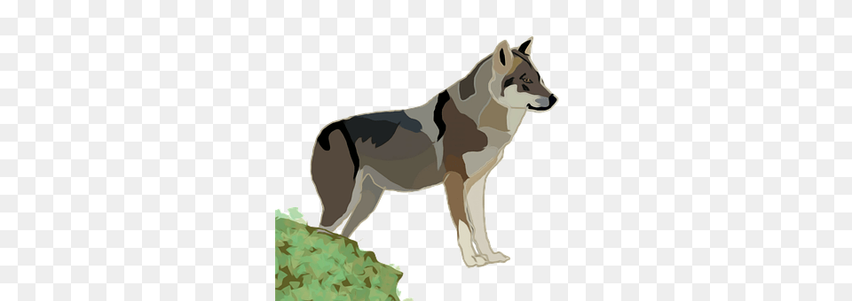 Wolf Animal, Mammal, Canine, Red Wolf Png Image