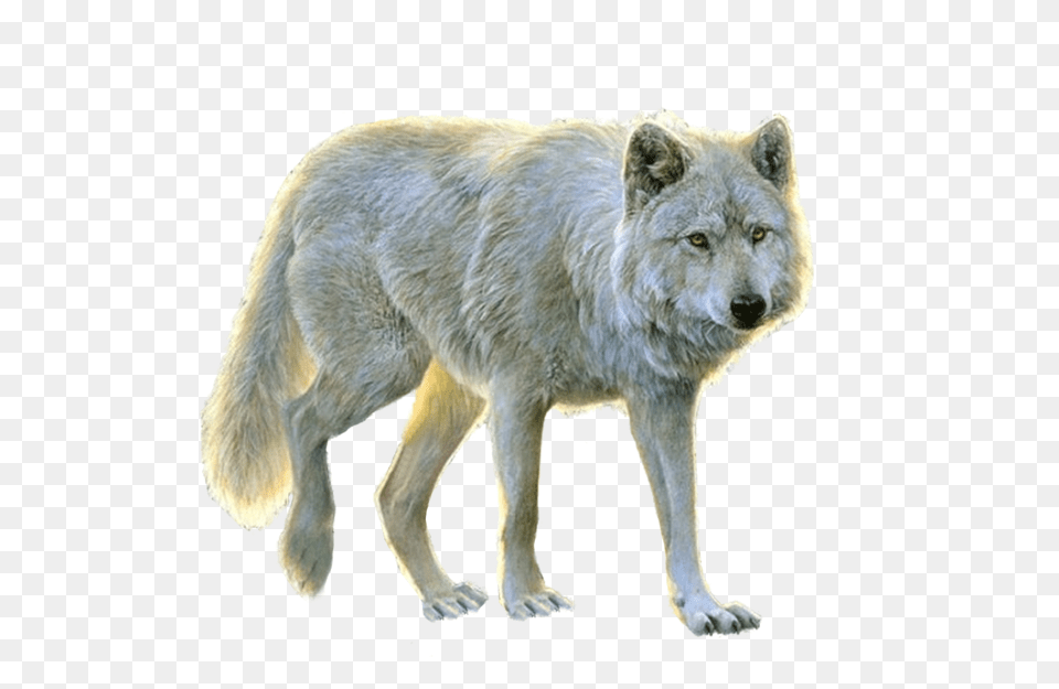 Wolf, Animal, Mammal, Coyote, Dog Free Png