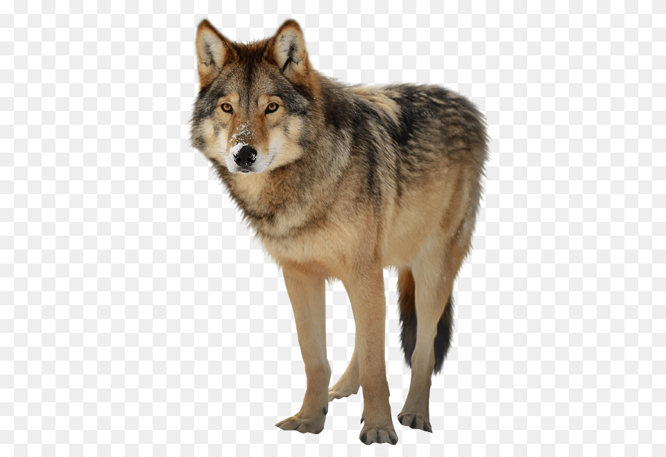 Wolf, Animal, Canine, Mammal, Red Wolf Png