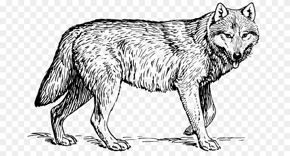 Wolf, Gray Free Png