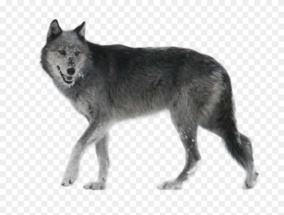 Wolf, Animal, Mammal, Canine, Dog Free Png Download