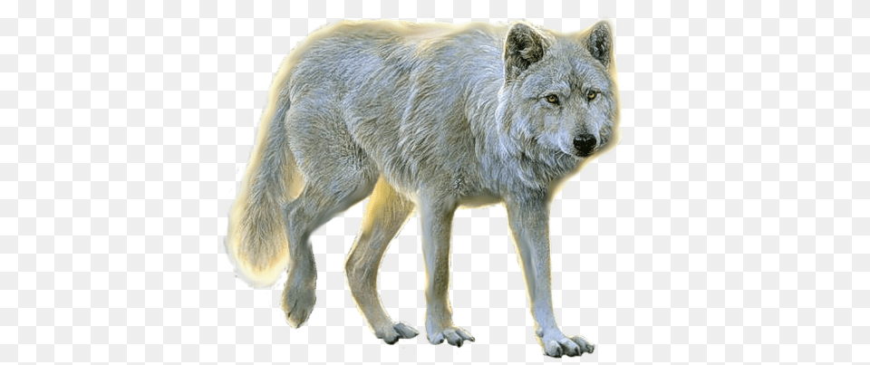 Wolf, Animal, Canine, Dog, Mammal Free Png